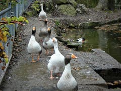 Das verstaht man wohl unter Gänsemarsch. (Bild: Margrih Imhof-Röthlin, Udligendswil, 3. November 2019)