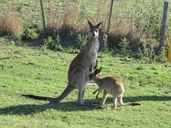 Etwa elf Millionen Graue Riesenkängurus leben in den australischen Steppen. (Bild: Anita Risch, WSL)
