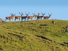 Die Bergwiesen im Schweizerischen Nationalpark bieten unter anderem Rudeln von Rothirschen Nahrung. (Bild: Hans Lozza, SNP)