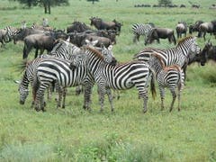 Rund 1,5 Millionen Gnus und 200'000 Zebras ziehen jährlich durch die Serengeti und prägen das Graslandökosystem. (Bild: Anita Risch, WSL)