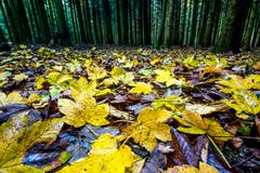 Farbenpracht auf dem Waldboden! (Bild: Vinzenz Blum, 5. November 2019, Egolzwil)