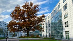 Herbst mitten in der Stadt Zug. (Bild: Peter Bumbacher, 5. November 2019)