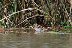 Eine Bekassine im Klingnauer Stausee. (Bild: Marianne Schmid, 4. November 2019)