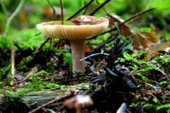 Bei diesem feuchten Wetter schiessen die Pilze aus dem Boden. (Bild: Adi Mattli, Bodenberg Zell, 3. November 2019)