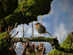 Mit etwas Geduld kriegt man so ein niedliches, fotogenes Rotkehlchen vor die Linse. (Bild: Margrit Imhof-Röthlin, Seeacher Meggen, 6. November 2019)
