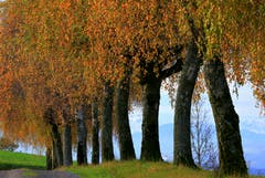Birken im schönsten Herbstlicht (Bild: André Egli, Geuensee, 7. November 2019)