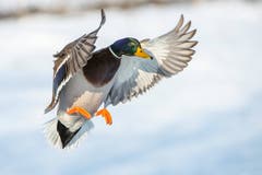 Eine Ente (Bild: PD)