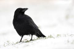 Raben und Krähen gehören der gleichen Gattung Raubvögeln an. Die Grösse macht aber den Unterschied: grössere Tiere werden als Raben, kleinere als Krähen bezeichnet. (Bild: PD)