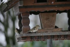 Das Vogelhaus wird rege von Meisen und Spatzen besucht. (Bild: PD)