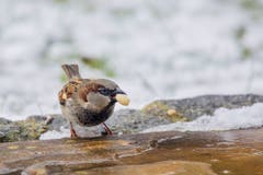 Der Spatz (Bild: PD)