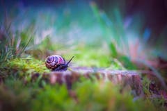 Trotz kühlen Temperaturen ist diese Baumschnecke noch unterwegs. (Bild: Petra Jung, Hämikon, 9. November 2019)
