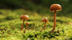 Kleine Pilze wachsen aus dem Moos. (Bild: Irene Wanner, Schötz, 9. November 2019)