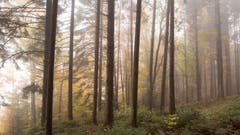 Nebel im Zuswilerwald. (Bild: Priska Ziswiler-Heller, Ettiswil, 9. November 2019)
