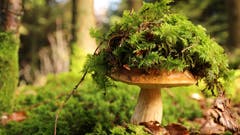 Der Steinpilz hat sich einen zweiten Hut zugelegt. (Bild: Irene Wanner, Schötz, 9. November 2019)
