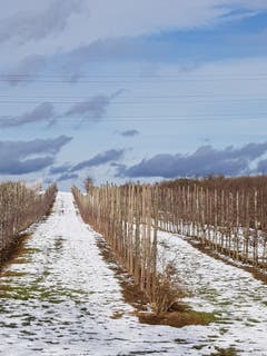 Mostindiens Obstplantagen in der Winterruhe, Zihlschlacht. (Bild: Reto Schlegel)