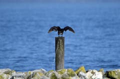 Langsamer Fotograf, der Kormoran hat schneller abgedrückt (als der Fotograf). Aufgenommen in Romanshorn. (Bild: Walter Schmidt)