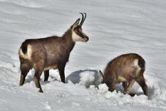 Gämsen bei der Futtersuche. (Bild: Hans Burch (Engelberg, 5. Februar 2019))