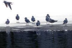 Möwen an der Eiskante auf dem Gübsensee. (Bild: Wolfgang Ponader)