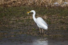 Der Silberreiher hat eine kleine Delikatesse gefischt, aufgenommen in Altenrhein. (Bild: Edgar Huber)