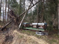 Diese Bienenkästen nahe der Autobahn in Sennwald hatten Glück, nicht vom umstürzenden Baum getroffen zu werden. (Bild: PD)
