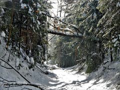 Schon wieder sind im Wald gewaltige Schäden zu beklagen. Aufgenommen im Fuchsenried in Udligenswil. (Bild: Margrith Imhof-Röthlin, 9. Februar 2019)