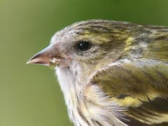 Der Erlenzeisig sitzt ohne jede Scheu auf dem Futterhäuschen und lässt es sich schmecken. (Bild: Ruben Lippuner)
