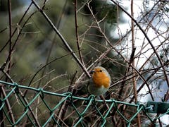 Gefahr von hungrigen Katzen; Langsam und sehr vorsichtig nähert sich dieses Rotkehlchen der Futterkrippe. (Bild: Margrith Imhof-Röthlin, Meggen, 12. Februar 2019)