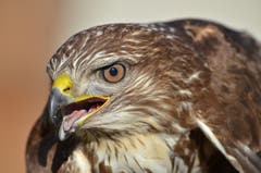 Typisch für einen verletzten Vogel hält dieser seinen Schnabel geöffnet.