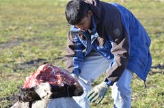 Rund 13 Kuhköpfe werden pro Winter an die Greifvögel verfüttert.