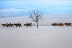 Winterlicher Auslauf in Reih und Glied in Eggersriet. (Bild: Hans-Jörg Nüesch)