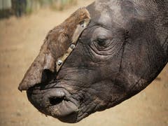 Nashörner werden in Südafrika nach wie vor zu Hunderten gewildert. 2018 fielen Wilderern fast 770 Tiere zum Opfer, ein Viertel weniger als ein Jahr zuvor. (Bild: KEYSTONE/EPA/KIM LUDBROOK)