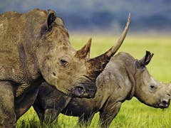 Im Jahr 2018 wurden in Südafrika 769 Nashörner gewildert, ein Viertel weniger als im Jahr zuvor. (Archivbild). (Bild: KEYSTONE/PHOTOPRESS/WWF INTERNATIONAL/MARTIN HARVEY)