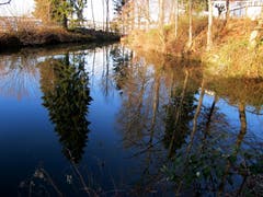 Spiegelungen im Stärkle-Weiher in Gossau. (Bild: Claudine Germann)