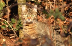 Katze im Wald in Wigoltingen. (Bild: Urs Fankhauser)
