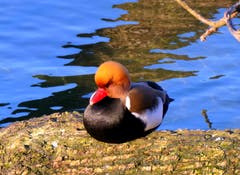 Diese Kolbenente geniesst das schöne Wetter. (Bild: Walter Buholzer, Luzern, 13. Februar 2019)