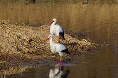 Ein Storchenpaar, gesehen auf dem neuen Aussichtsturm am Alten Rhein. (Bild: Ingrid Zürcher)
