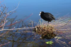 Das Blässhuhn sonnt sich auf dem Steinibüehlweiher. (Bild: Xaver Husmann, Sempach, 15. Februar 2019)