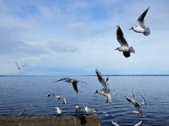 Frühlingsgefühle am Bodensee. (Bild: Irene Weibel)