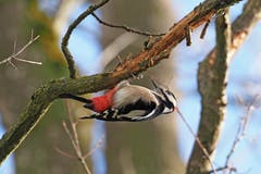 Ein Specht bei der Arbeit. (Bild: Marianne Schmid, Oberkirch, 14. Februar 2019)