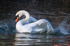 Der spritzende Schwan im Stärkleweiher in Gossau. (Bild: Luciano Pau)