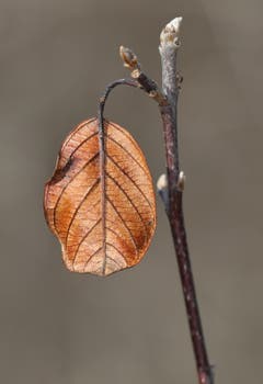 Dieses Herbstblatt hat den Winter am Ast schadlos überstanden. (Bruno Schuler (Gnappi, 17. Februar 2019))
