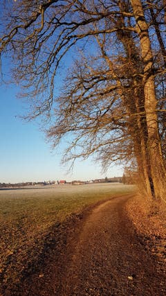 Morgenstunde in Zihlschlacht. (Bild: Marlies Steinemann)