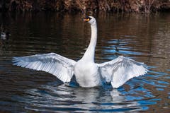 Ein Schwan im Stärkleweiher in Gossau. (Bild: Luciano Pau)