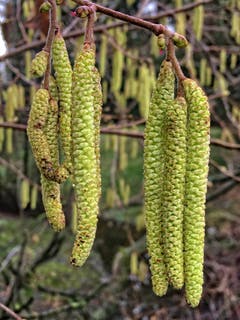 Die ersten Pollen in Montlingen. (Bild: Toni Sieber)