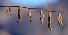 Pollenalarm ist angesagt; Nicht alle mögen die Frühjahrsblüher. (Bild: Claudia Scheuber (Alpnach, 17. Februar 2019))