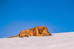 Auch der Hund geniesst die ersten warmen Sonnenstrahlen auf dem Freudenberg. (Bild: Franziska Hörler)