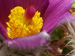 Eine Küchenschelle im Garten in Sitterdorf. (Bild: Reto Schlegel)