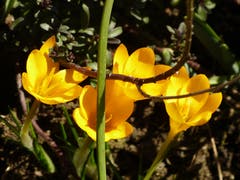 Ist schon Frühling? Die ersten Frühlingsboten blühen bereits in Wolhusen an einem sonnigen Plätzchen. (Bild: Josef Lustenberger, Wolhusen, 17. Februar 2019))
