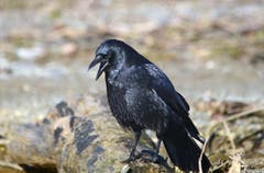 Futtersuchender Einzelrabe, er plapperte vor sich hin! (Bild: Walter Schmidt)