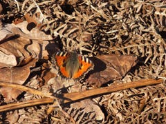 Sonnenschein und Wärme bringen die ersten Schmetterlinge zum Fliegen. (Bild: Toni Bürgin)